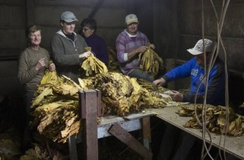 Nível de nicotina no sangue de produtores de tabaco é até 700% maior que o de fumantes