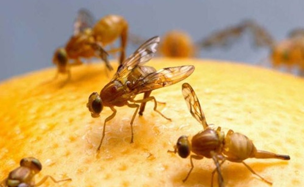 A mosca que pousa no mel não pode voar” – Para Entender a Dependência  Química